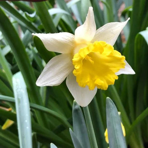 Topolino Daffodil Flowers