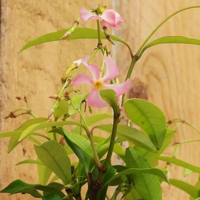 Trachelospermum asiaticum Pink Showers  Flowers