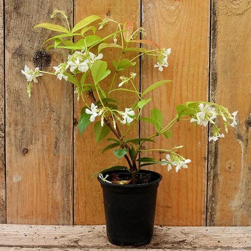 Trachelospermum jasminoides in  P9 (9cm) Pot