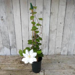 Tranquilite Clematis Flowers