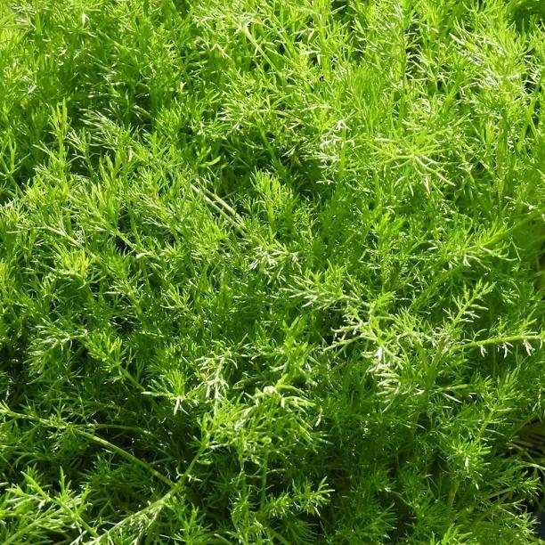 Treneague Chamomile leaves