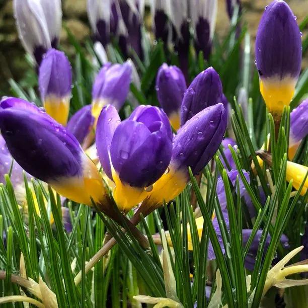 Tricolor Crocus Flowers - Purple and Yellow