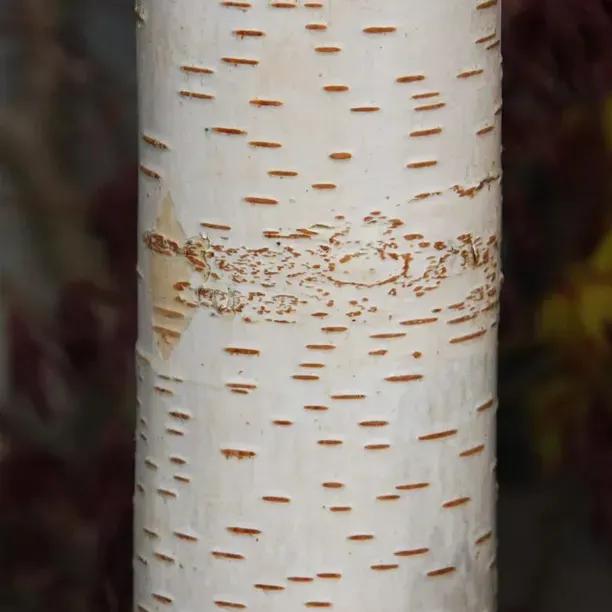 Trinity College Birch Bark