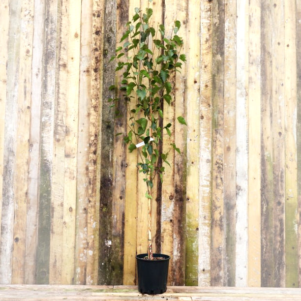 Trinity College Birch garden tree sapling in black pot against weathered wooden fence backdrop