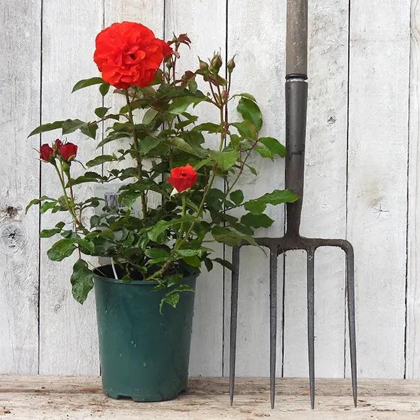 Trumpeter Potted Red Rose in flower
