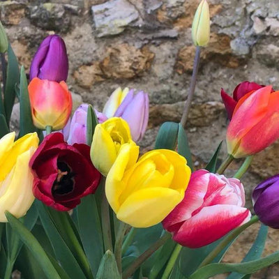 Tulip Naturalising Mix Flowers
