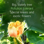 Tulip Tree Flower