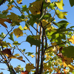 Close-up view of tree branches with green and yellow leaves against a clear blue sky.