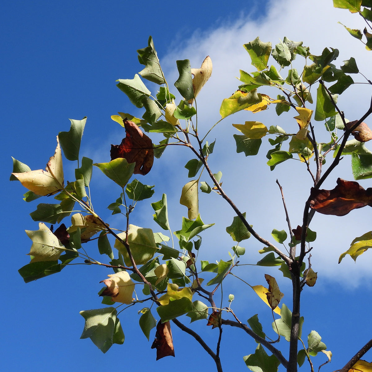 Close-up of tree branches with green and yellowing leaves against a bright blue sky with a white cloud.