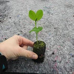Turquoise Sweet Pea Seedling in a Jumbo Plug Showing Good Root Development