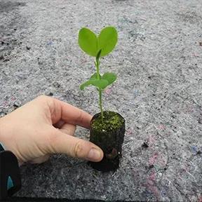 Turquoise Sweet Pea Seedling in a Jumbo Plug Showing Good Root Development