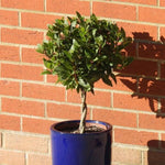 Bay Leaf Tree with twisted stem