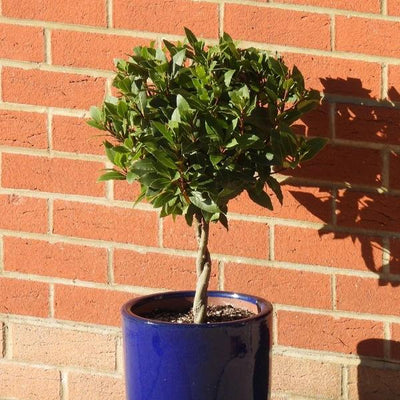 Bay Leaf Tree with twisted stem
