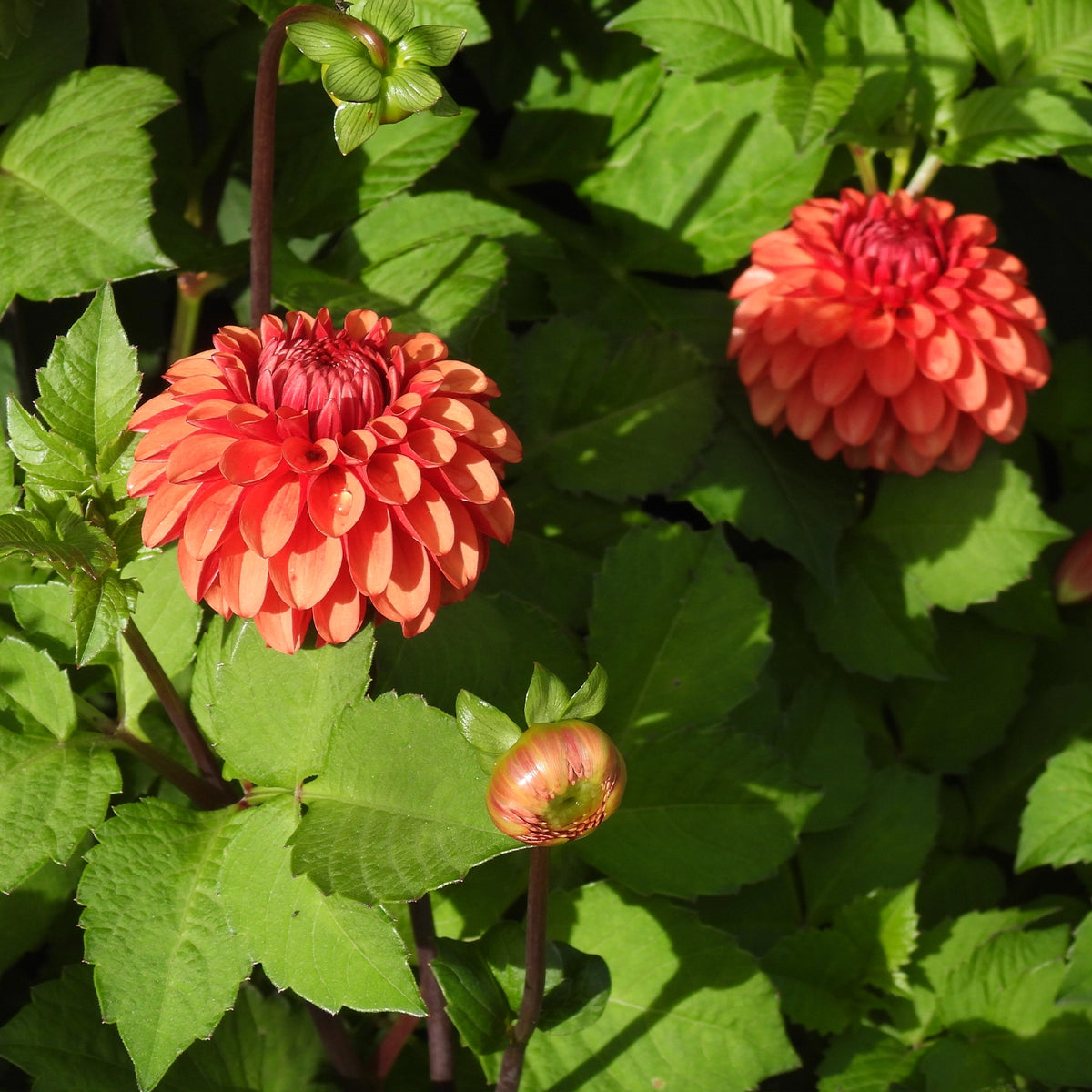 Orange-red dahlia flowers with green leaves in a garden setting.