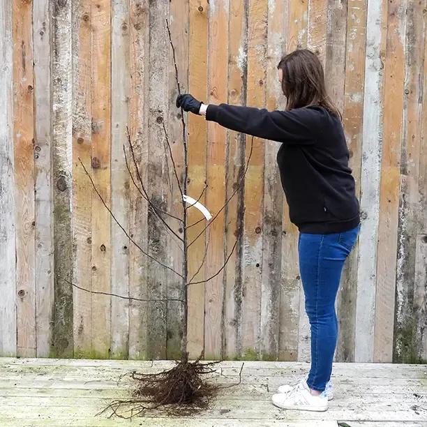 Bareroot Tydemans Late Orange Apple - Maiden Size Tree