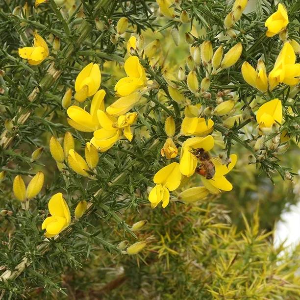 Gorse flowers in spring