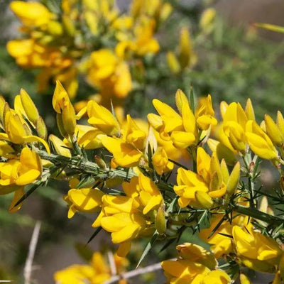 Ulex europaeus Flowers