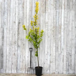 Ulmus x 'Wredei' Elm Tree 12 Litre Pot