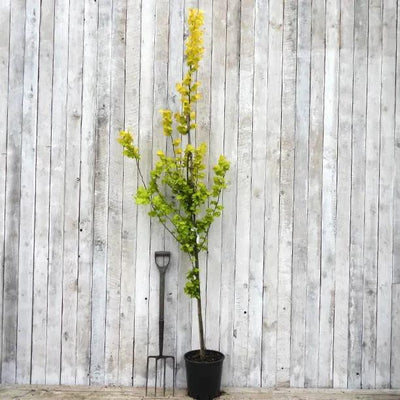 Ulmus x 'Wredei' Elm Tree 12 Litre Pot