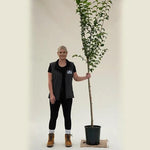 Wingham Elm Tree - Half Standard - 12 Litre Pot