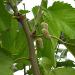 Close-up of a mulberry plant with green leaves, a brown branch, and pale white silky fruits hanging from the stem.