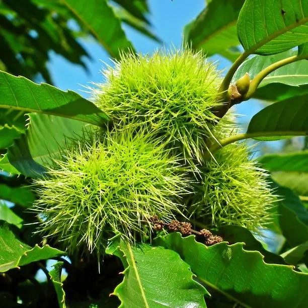Unripe Sweet Chestnuts on the tree
