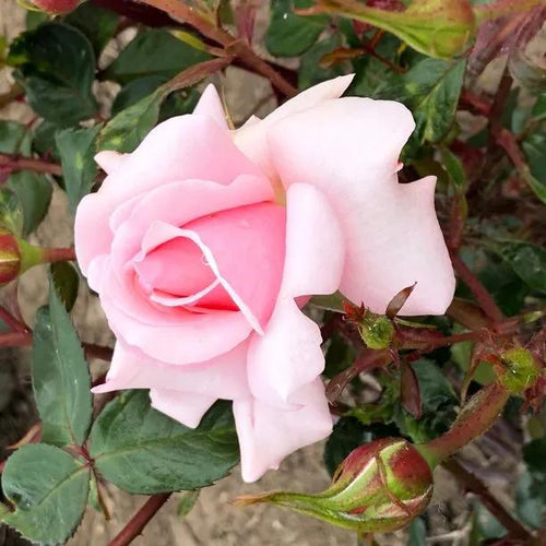 Valentine Heart Rose Flowers