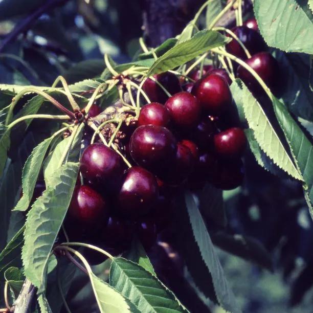 Van Cherries  on the tree