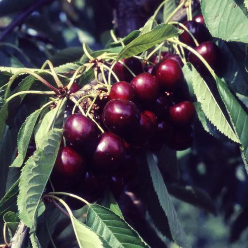 Van Cherries  on the tree