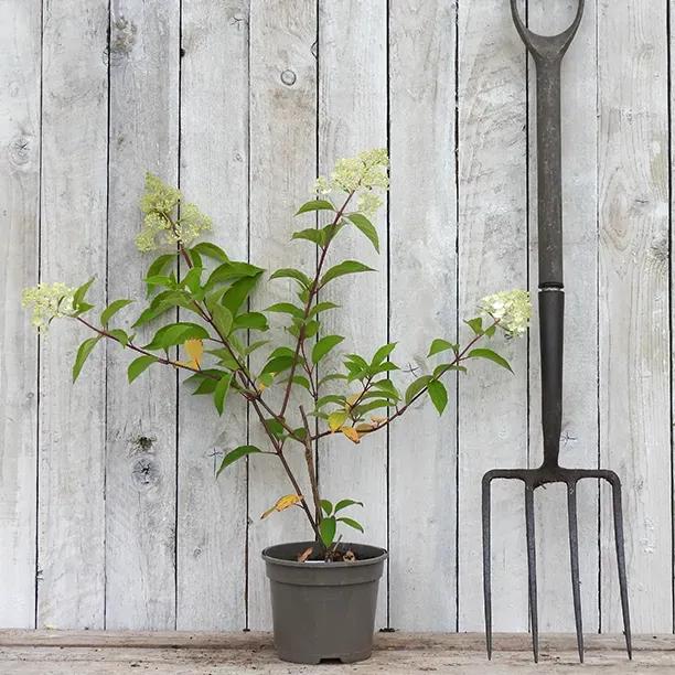 Vanille Fraise Hydrangea Plant with Flower buds about to open
