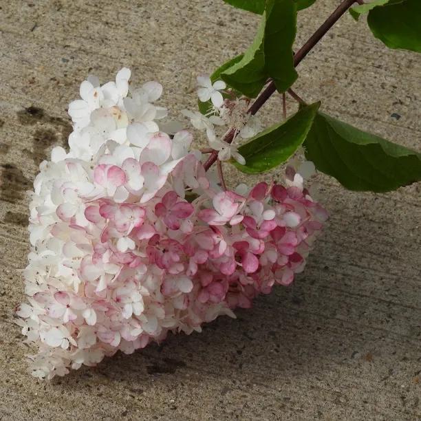 Vanille Fraise Hydrangea Flowers