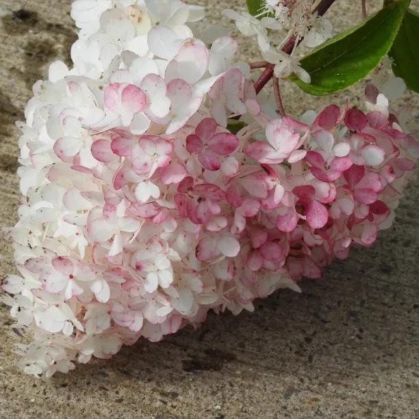 Vanille Fraise Hydrangea Flowers