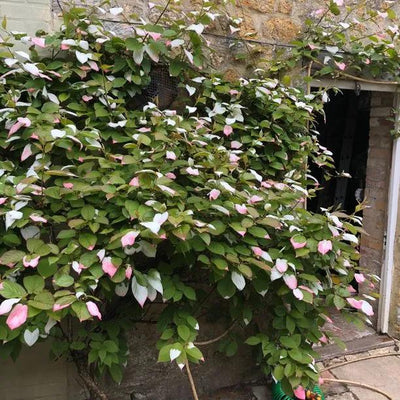 Mature Variegated Kiwi Vine