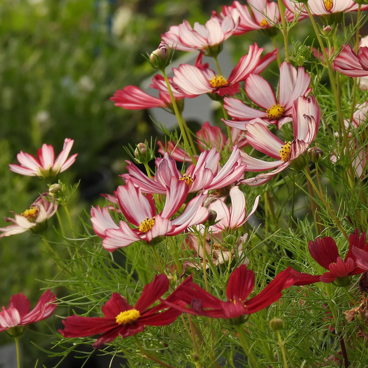 Lots of Red and white cosmos flowers