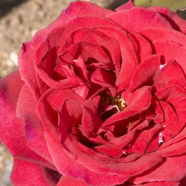 Velvet Fragrance Rose – Deep Crimson Very Fragrant