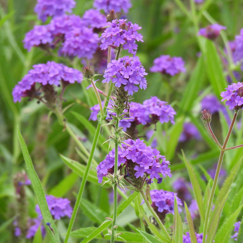 Purple Verbena Rigida flowers blooming on green stems in a natural outdoor setting with soft blurred foliage in the background.