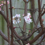 Viburnum Dawn Flowers