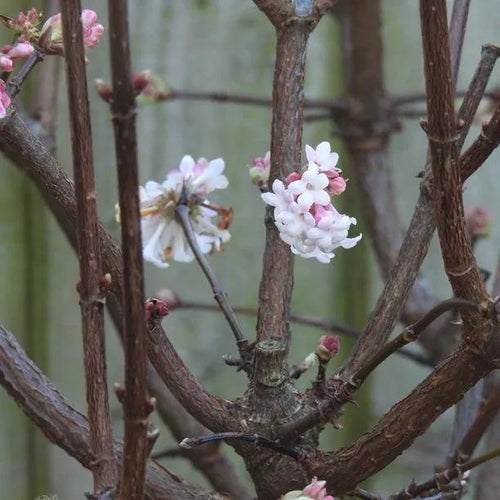 Viburnum Dawn Flowers