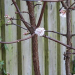 Viburnum Dawn Flowers