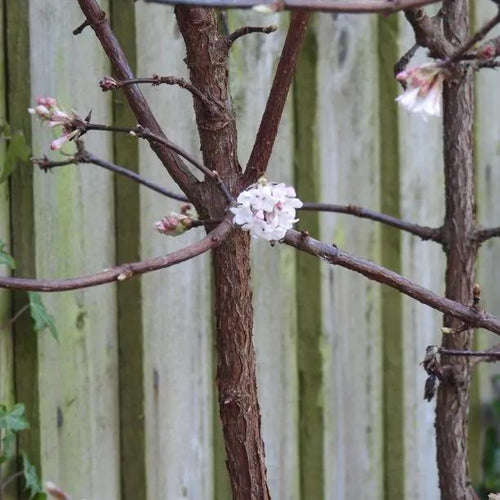 Viburnum Dawn Flowers