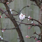 Viburnum Dawn Flowers