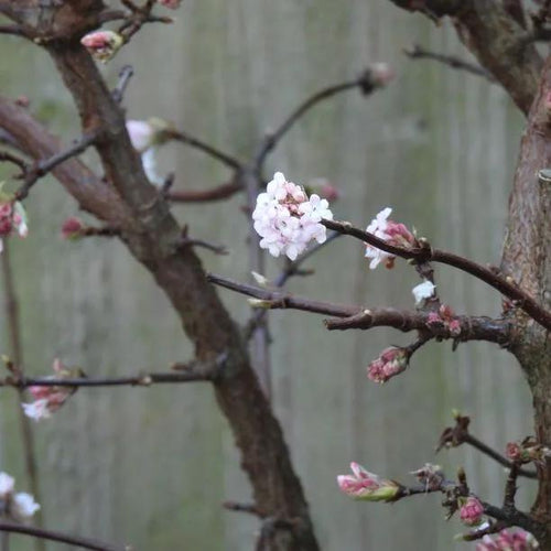 Viburnum Dawn Flowers
