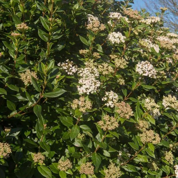 Mature Viburnum tinus Eve Price Hedging in flower