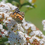 Viburnum tinus Eve Price Flowers