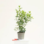 Viburnum tinus Eve Price Plant in 3 Litre Pot