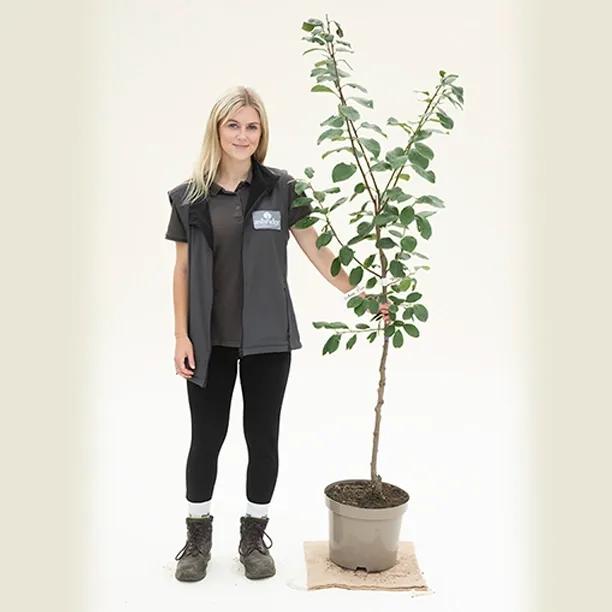 Victoria Plum Bush Tree - 10 Litre Pot