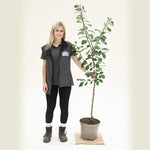 Victoria Plum Bush Tree - 10 Litre Pot