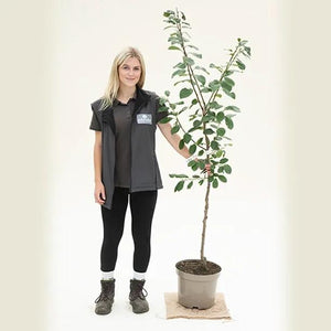 Victoria Plum Bush Tree - 10 Litre Pot