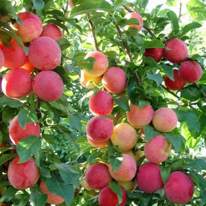 Victoria Plums on the tree