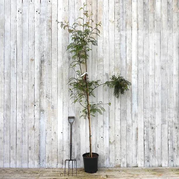 Young Vilmorins Rowan tree sapling in black pot with garden fork showing delicate feathery foliage against white fence